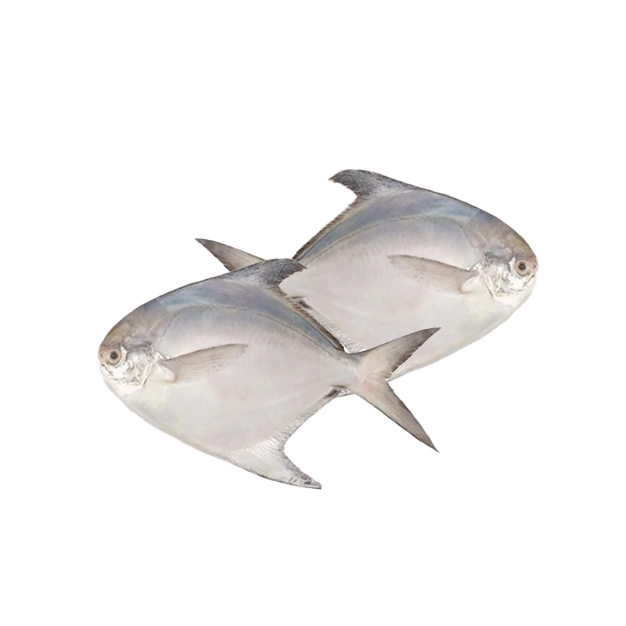 Fresh White Pomfret