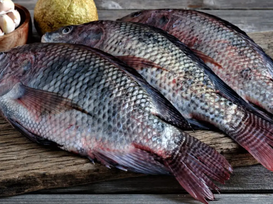 Tilapia Fish