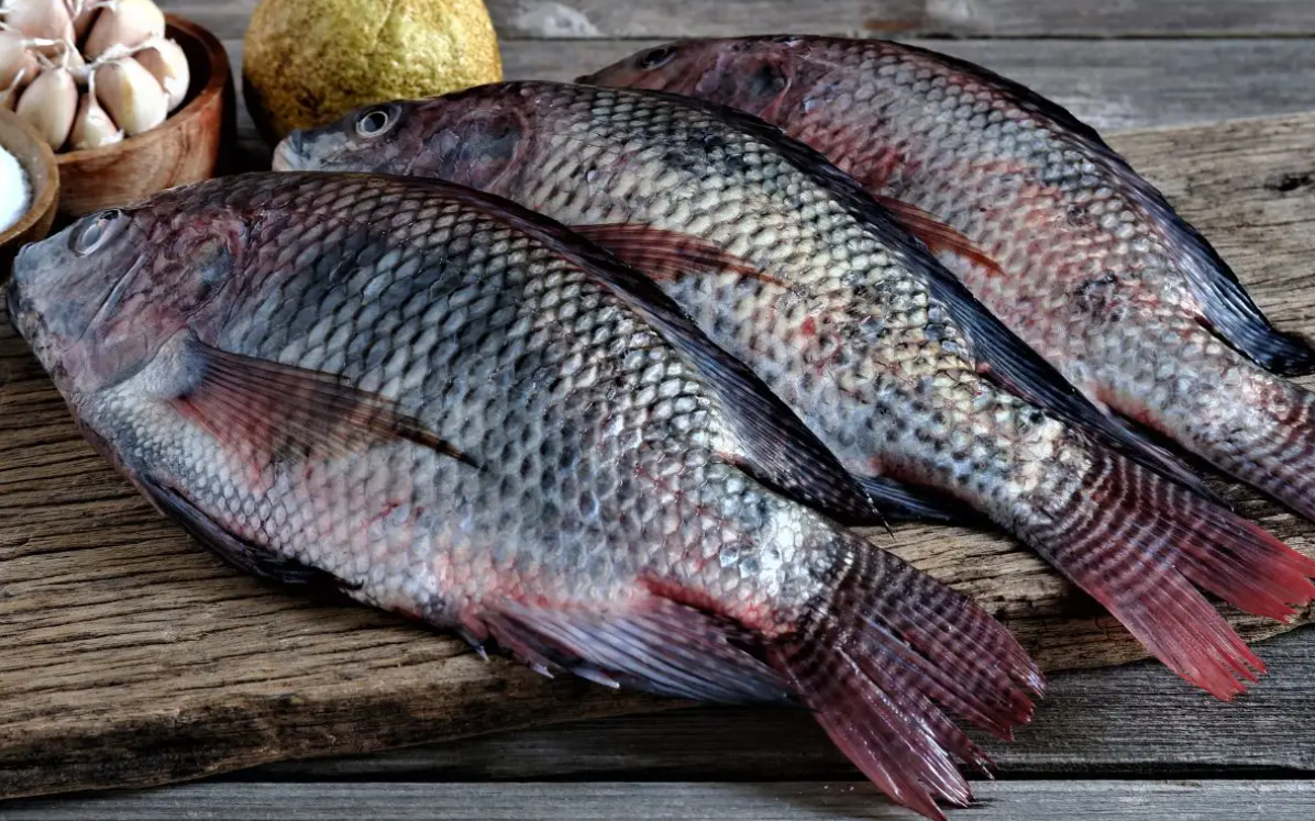 Tilapia Fish