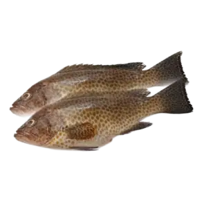 Fresh Hamour Fish in UAE
