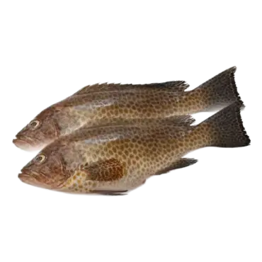 Fresh Hamour Fish in UAE