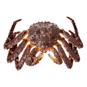 Fresh King Crab