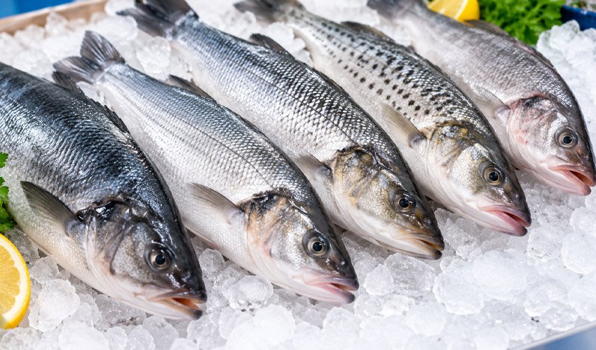 Types of Sea Bass