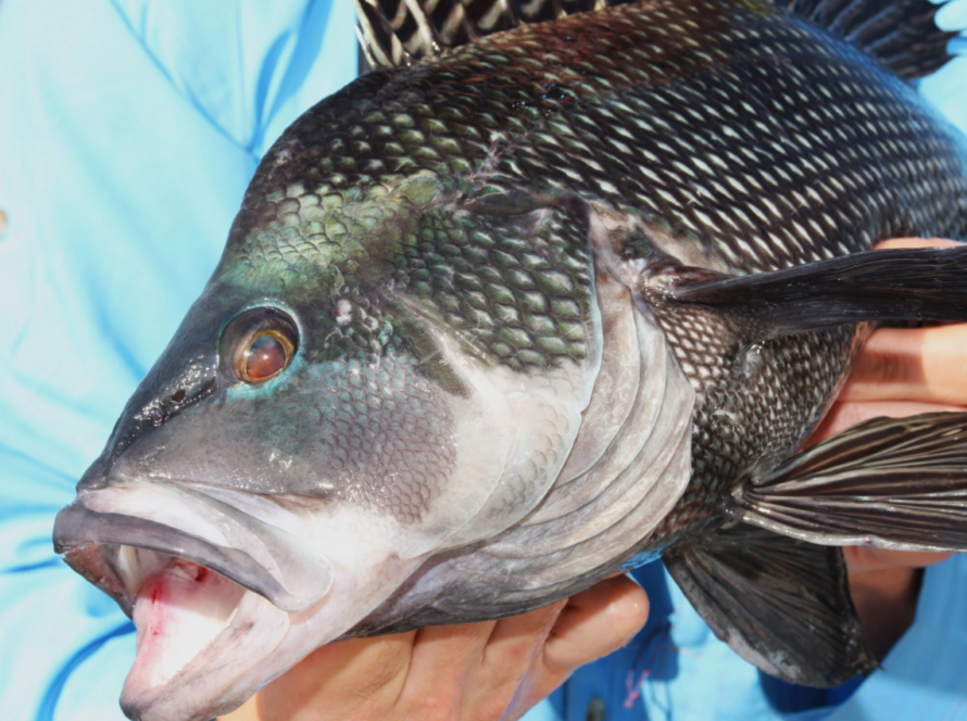 fresh sea bass fish