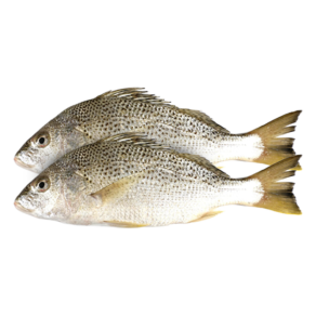 Fresh Nagroor/Silver Grunt