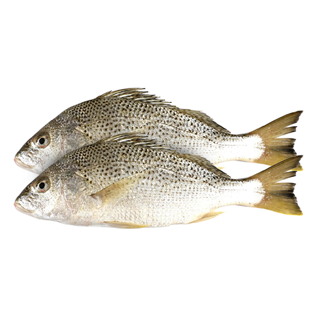 Fresh Nagroor/Silver Grunt