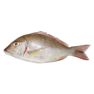 Fresh Sheri/Emperor Fish
