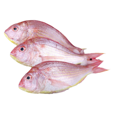Fresh Sultan Ibrahim