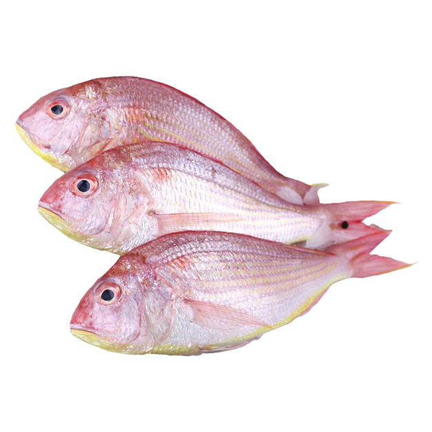 Fresh Sultan Ibrahim