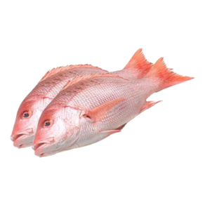 Fresh Red Snapper