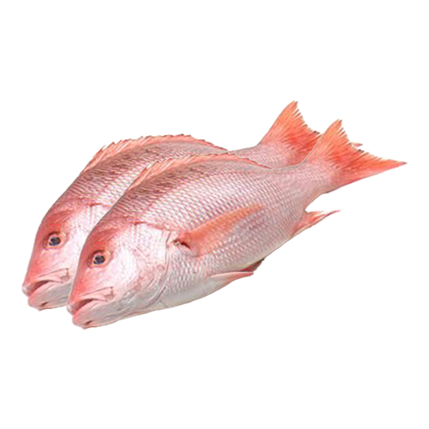 Fresh Red Snapper
