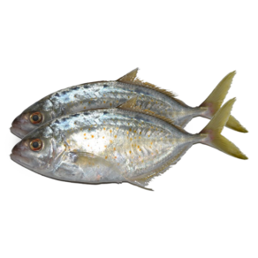 Fresh Jesh/Orange Spotted Trevally