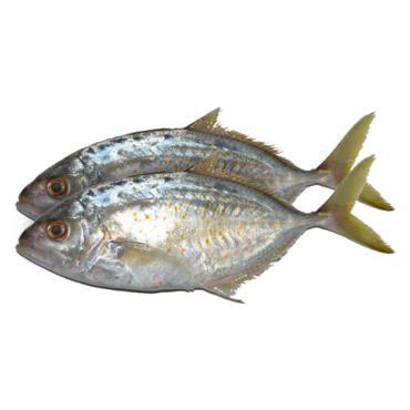 Fresh Jesh/Orange Spotted Trevally