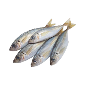 Fresh Scad Galunggong