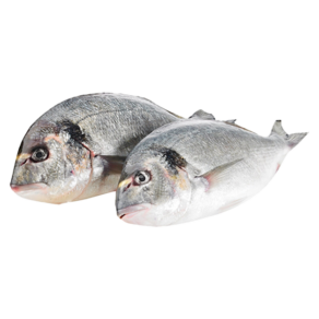 Fresh Sea Bream