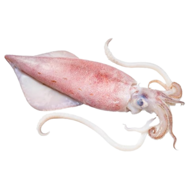 Fresh Squid Large