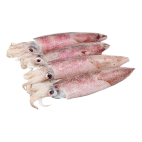 Fresh Squid Small