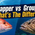 Snapper vs Grouper: What’s The Difference?