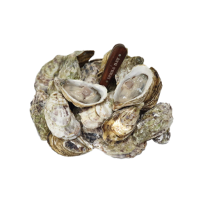 Live Dibba Oysters No.1