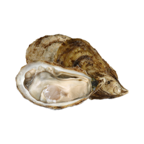 Live French Oysters No.1
