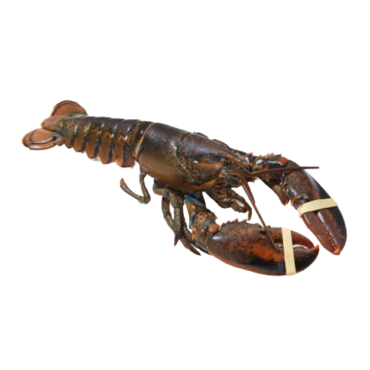 Live Canadian Lobster (Medium)