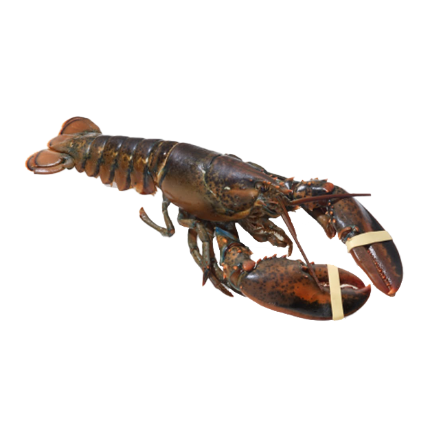 Live Canadian Lobster (Medium)